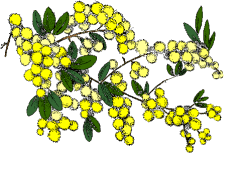 wattle
