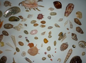 Some of the lovely shells I still have in my collection.