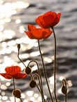 Image of poppies from Wikipedia.