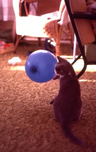 Socks' mother was fully-wild, but Socks was the most beautiful cat.