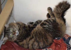 Chilling out on his chair and his mummy rug (sarong)
