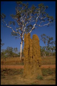 092 Termite mounds and gum tree copy