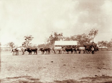 Bullock dray 1898 QSA