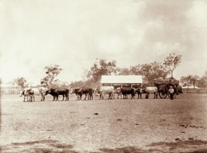 Bullock dray loaded with wool, Qld 1898. Image from Qld State Archives, out of copyright.