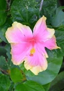 A hibiscus for Kaye.