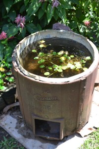 An old laundry copper recycled as a water feature in the NT. Photo P Cass.