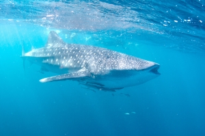 Whale sharks are amazingly huge but gentle creatures. Image from Shutterstock.com