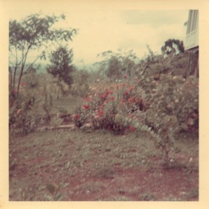 THEN: Part of the much loved gardens 1960s - 1970s.