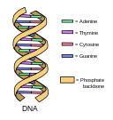 DNA_simple2.svg