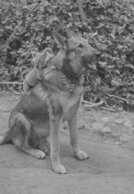 German Shepherd and Koala Lone Pine