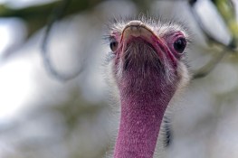 ostrich-3292655_1280