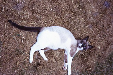 Our lovely Brandi cat